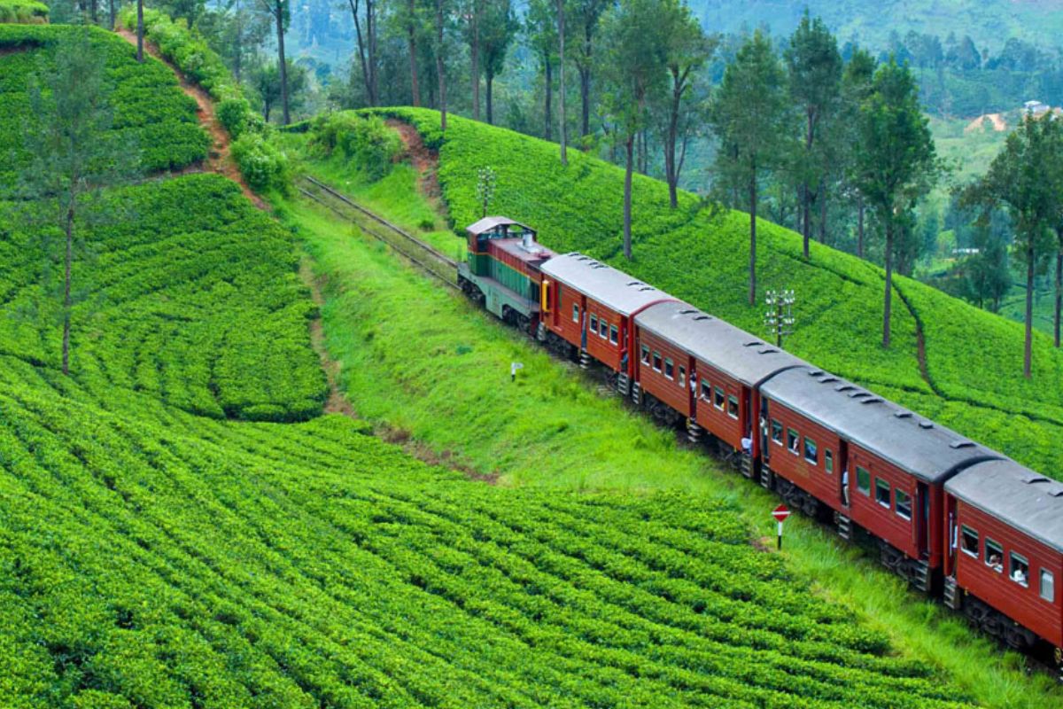 Leopards & Elephants Escape